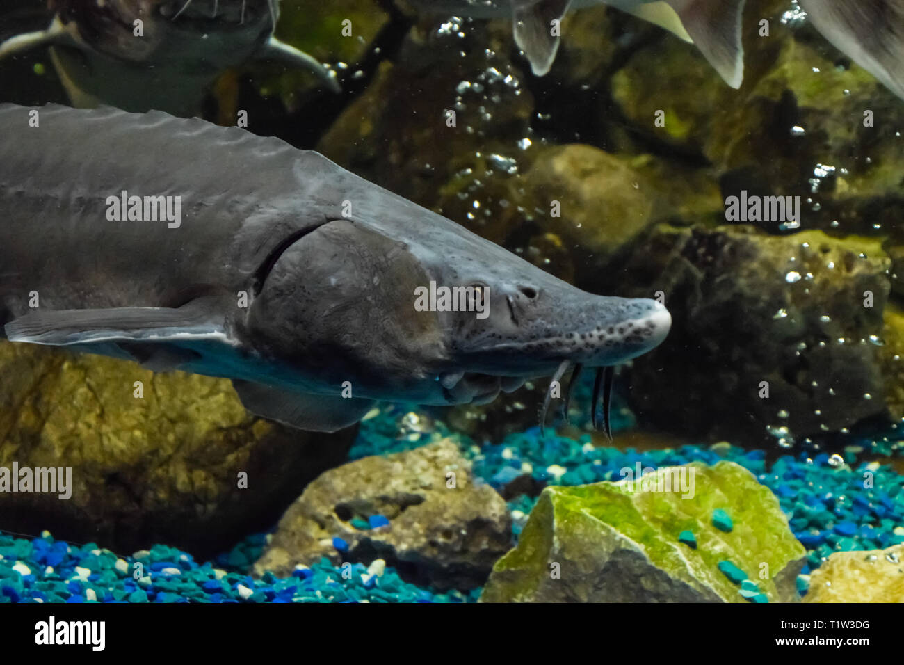 Fish sturgeon swims in the aquarium of the oceanarium. Sturgeon fish Stock Photo Alamy