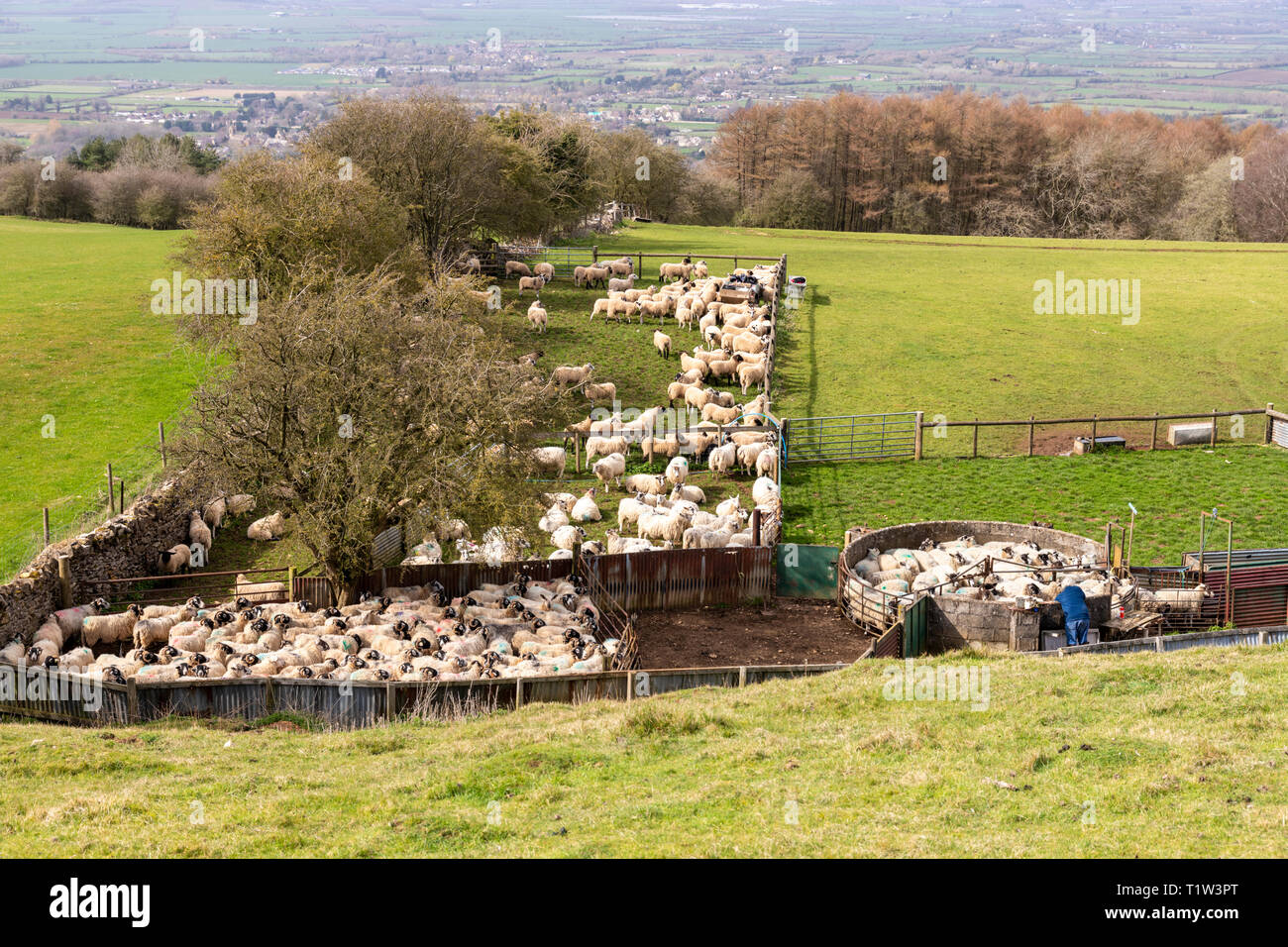 Rounding up sheep on the Cotswolds at Broadway Hill, Broadway, Worcestershire UK Stock Photo