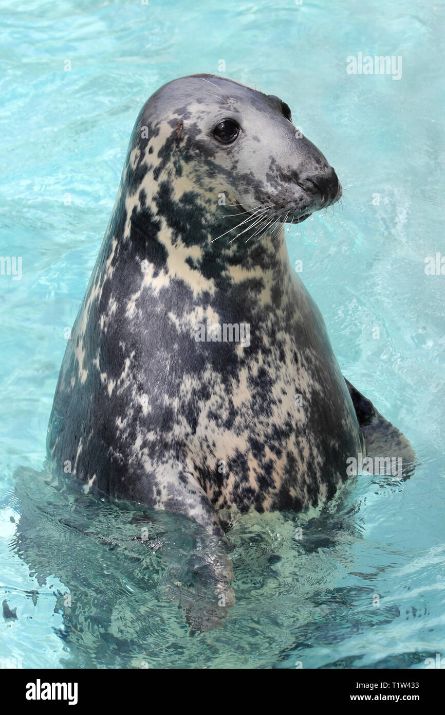 Grey Seal Halichoerus grypus Stock Photo