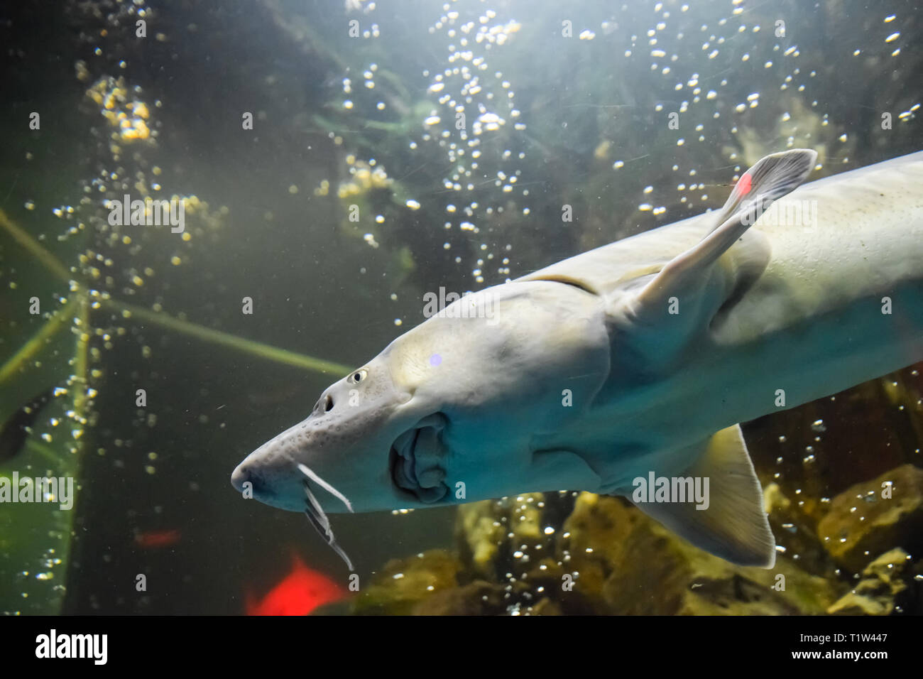 Fish sturgeon swims in the aquarium of the oceanarium. Sturgeon fish Stock Photo Alamy