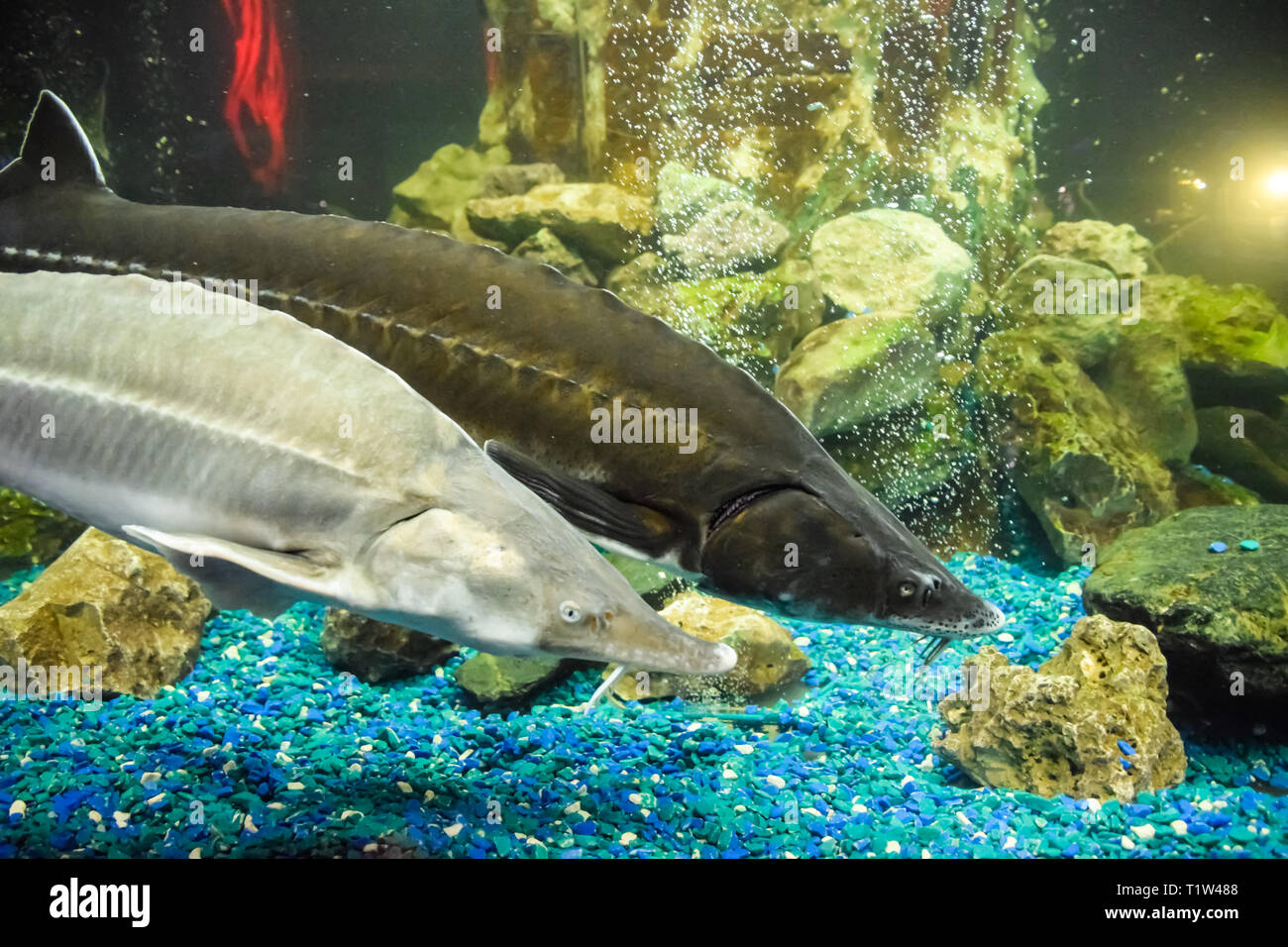 Fish sturgeon swims in the aquarium of the oceanarium. Sturgeon fish Stock Photo Alamy