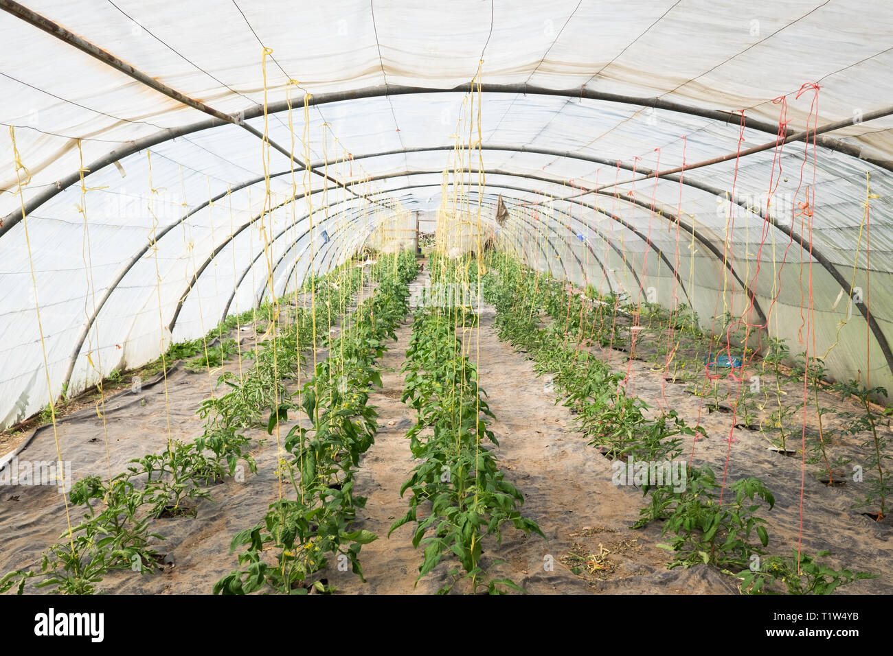 Tomato plants growing in a poly tunnel at Wiveton Hall Fruit Farm in