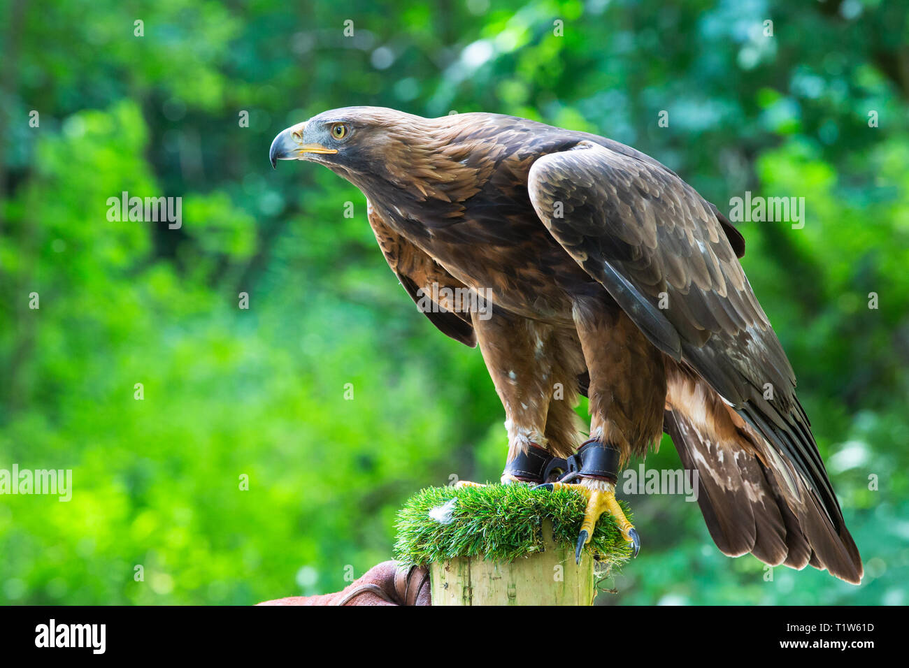 Orla Captive Golden Eagle Aquila Chrysaetos At Loch