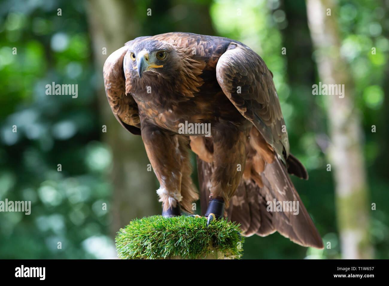 Loch Lomond Bird of Prey Centre