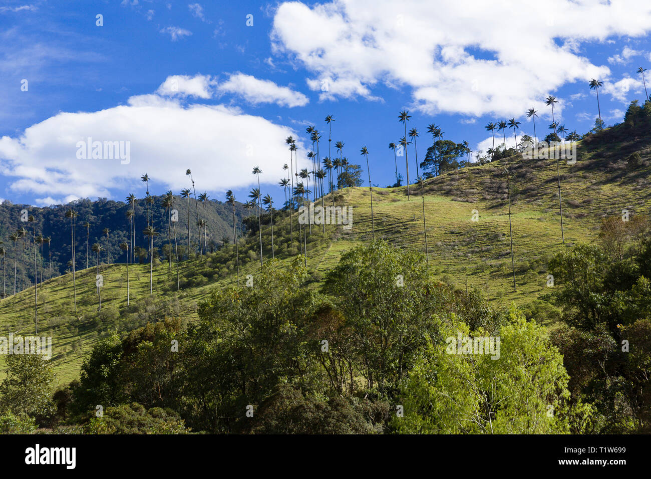 Colombia: Salento, Quindío. Los Nevados National Natural Park, Cocora  Valley (valle del Cocora), in the Cordillera Central of the Colombian  Andes, hom Stock Photo - Alamy, image size:1300x956