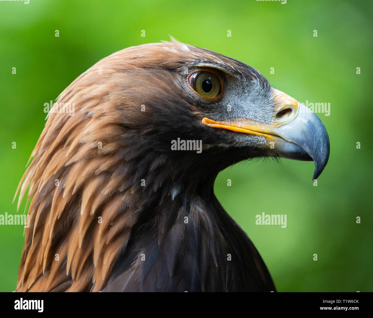 Loch Lomond Bird of Prey Centre