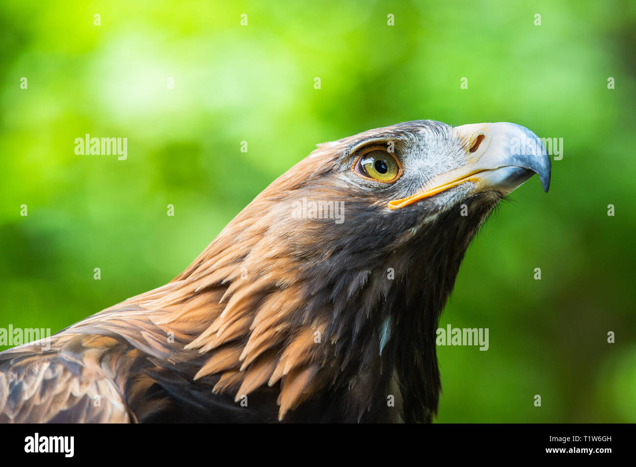 Orla Captive Golden Eagle Aquila Chrysaetos At Loch