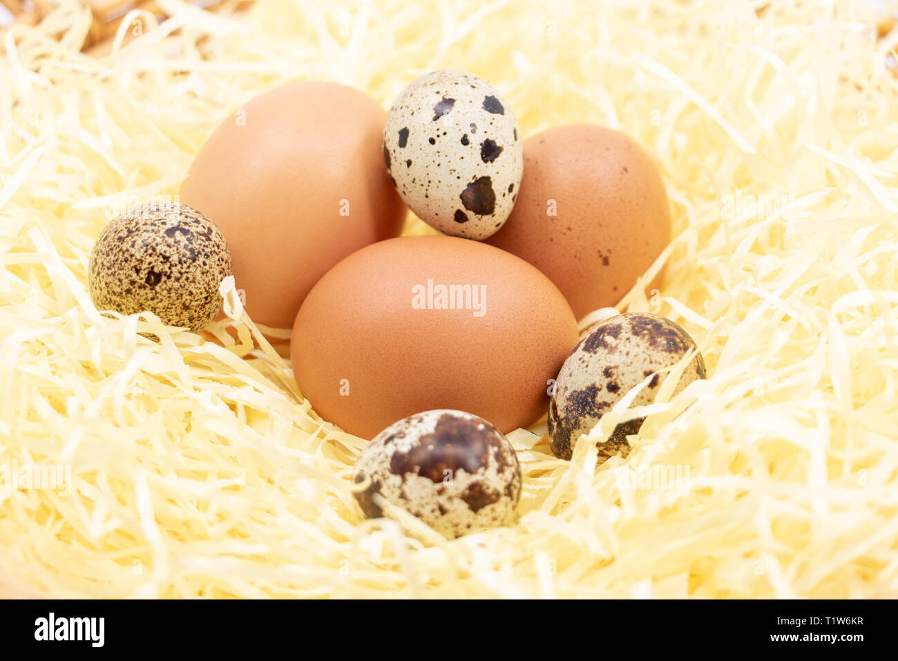 Fresh eggs on the farm in straw - chicken egg and quail egg Stock Photo