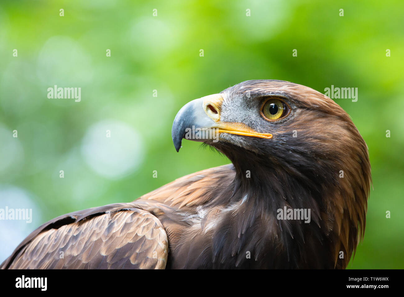 Loch Lomond Bird of Prey Centre