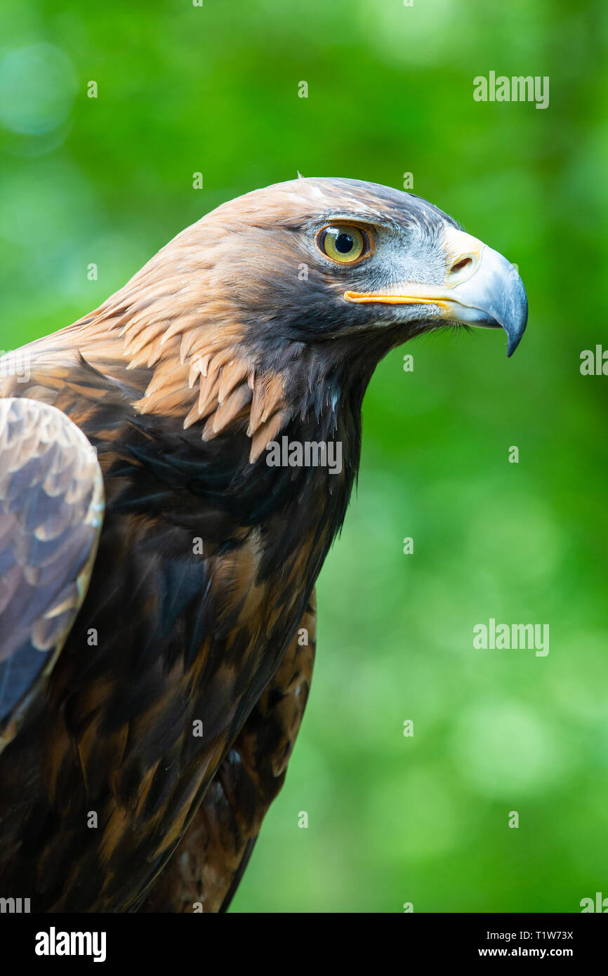 Orla Captive Golden Eagle Aquila Chrysaetos At Loch