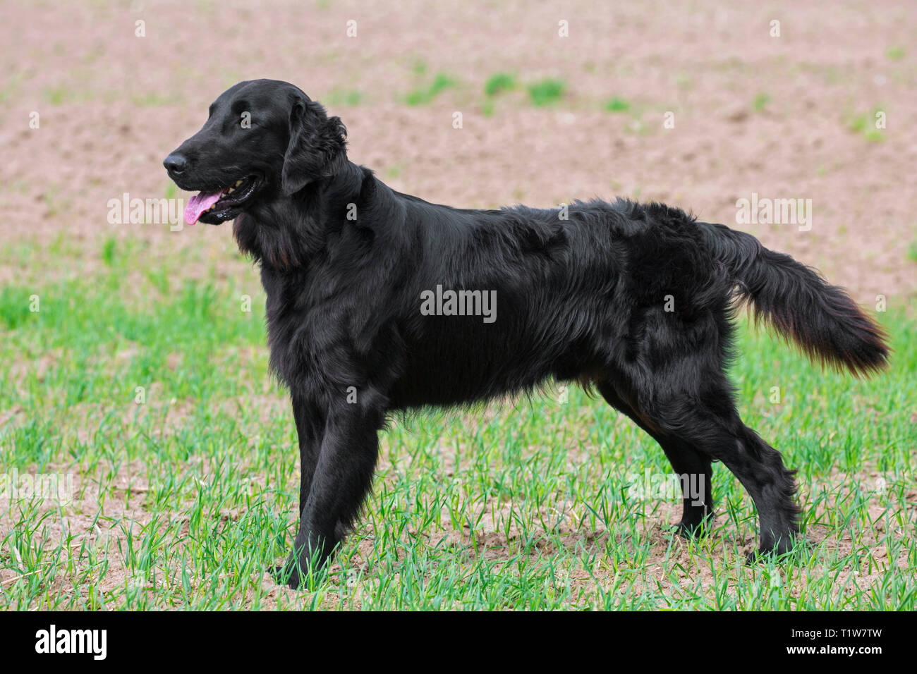 Black flat-coated retriever in field, gundog / gun dog breed originating from the United Kingdom Stock Photo
