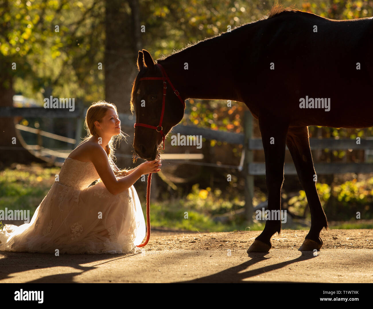 Young bride kneeling in front of her arabian horse Stock Photo - Alamy