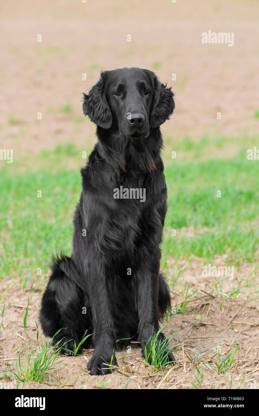 Black flat-coated retriever sitting in field, gundog / gun dog breed originating from the United Kingdom Stock Photo