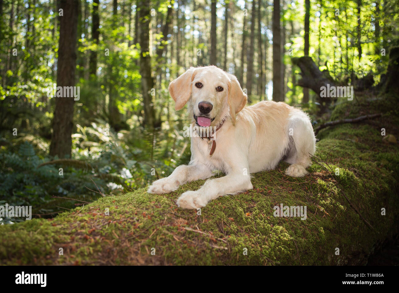 Five month old labrador retriever puppy in the forest Stock Photo - Alamy