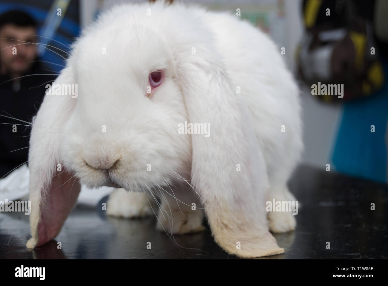 white rabbit with dental abscess Stock Photo Alamy