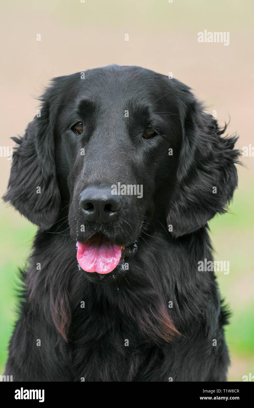 Black flat-coated retriever in field, gundog / gun dog breed originating from the United Kingdom Stock Photo