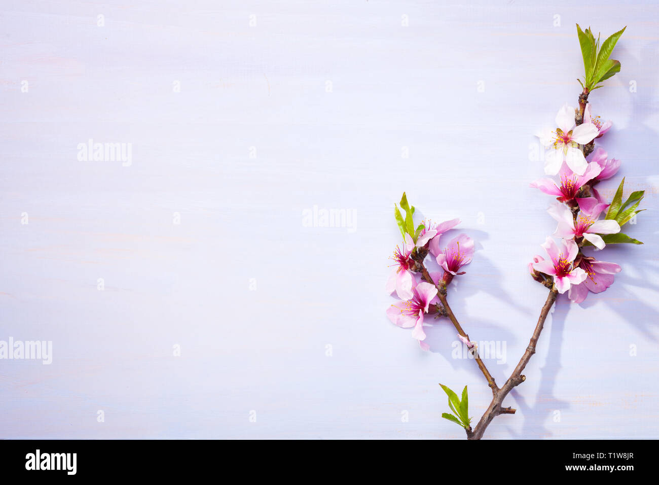 Flowering branches of Almond on a light lilac wooden table. Stock Photo