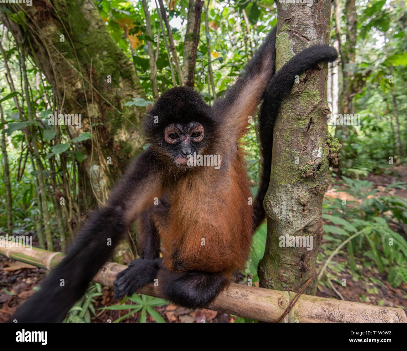 Spider Monkey in Costa Rica Stock Photo - Alamy
