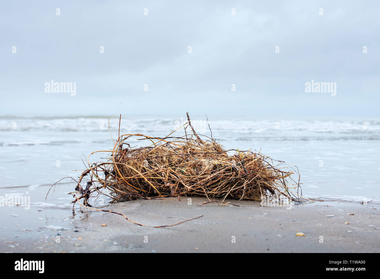 Bundle of seaweed mixed with plastic washed up on the shore Stock Photo