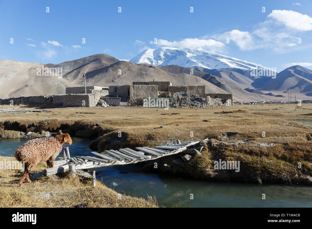 Lamb running over wooden bridge, near Mount Muztagata (Xinjiang Province, China) Stock Photo