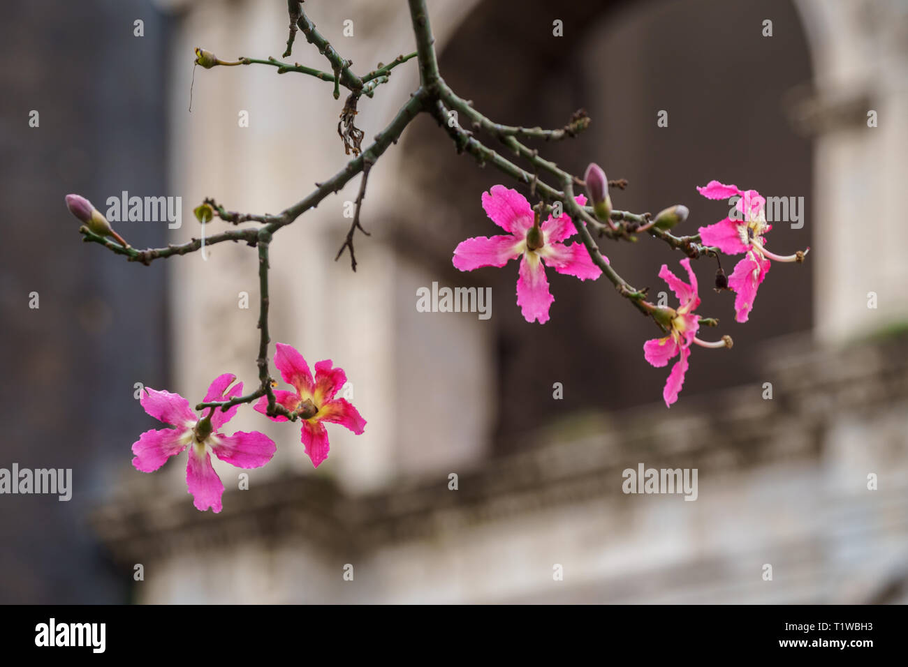 Silk floss tree or chorisia speciosa flowers in bloom with old walls as a background Stock Photo