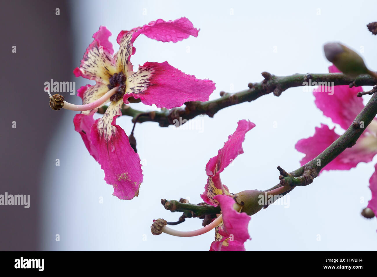 Silk floss tree or chorisia speciosa flowers in bloom with old walls as a background Stock Photo