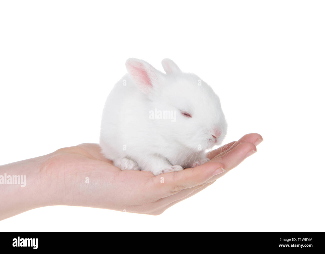 Young caucasian hand holding albino white baby bunny, tired, sleeping. Isolated on white. Stock Photo