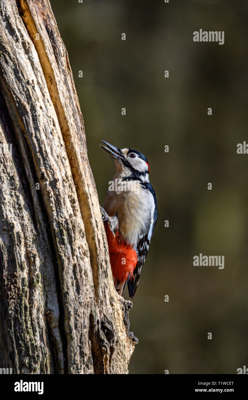 Greater Spotted Woodpecker,  Gosforth Park, Newcastle upon Tyne, UK Stock Photo