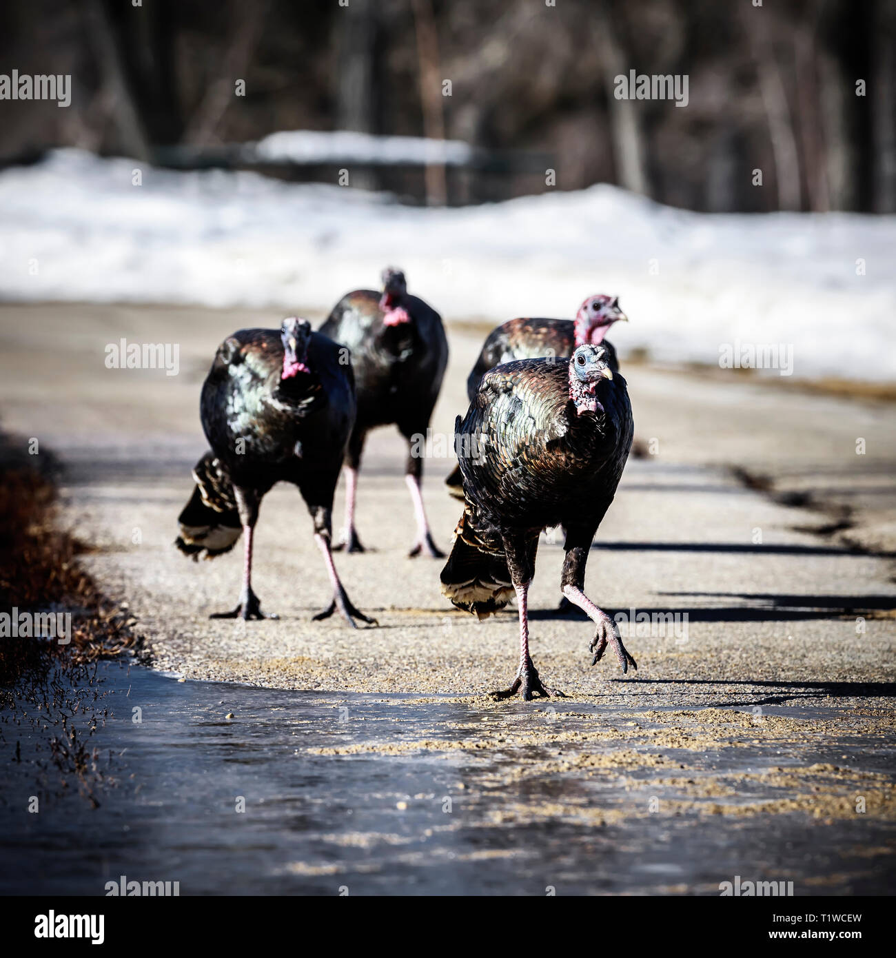 Wild Turkeys wondering down a footpath, Assiniboine Park, Winnipeg, Manitoba, Canada. Stock Photo