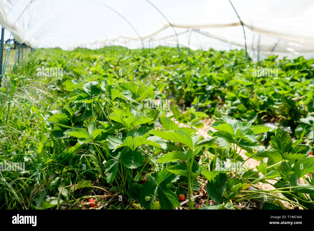 Strawberry plants growing in a poly tunnel at Wiveton Hall Fruit Farm