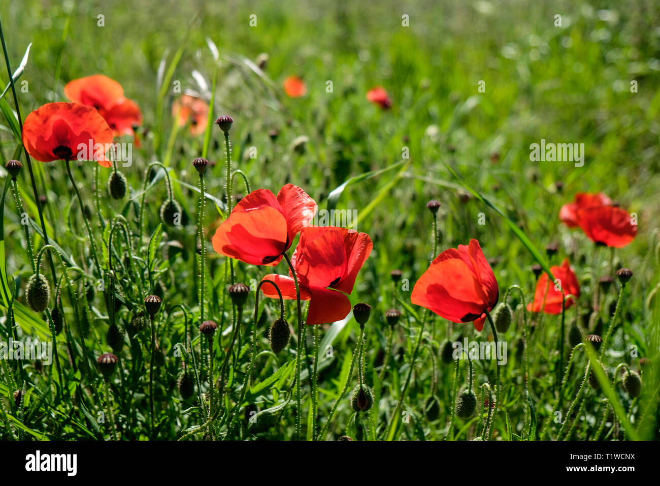 Red poppies growing at Wiveton Hall Fruit Farm in North Norfolk, England in summer. Stock Photo