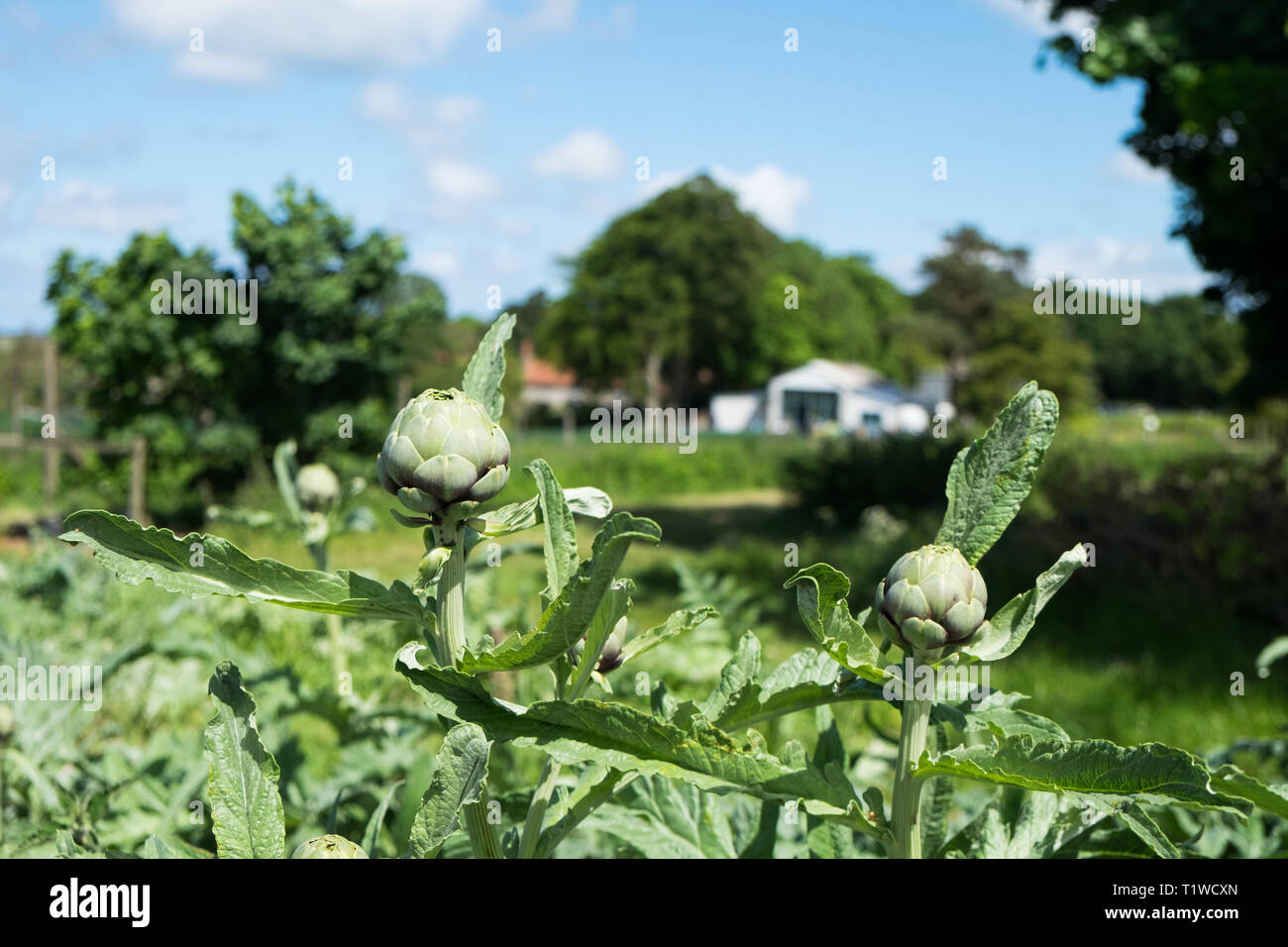 Artichoke plants growing in a field at Wiveton Hall Fruit Farm in North Norfolk, England. Stock Photo