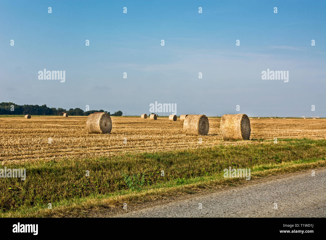 Wheat field after harvest, bales of rolled straw, animal feed for