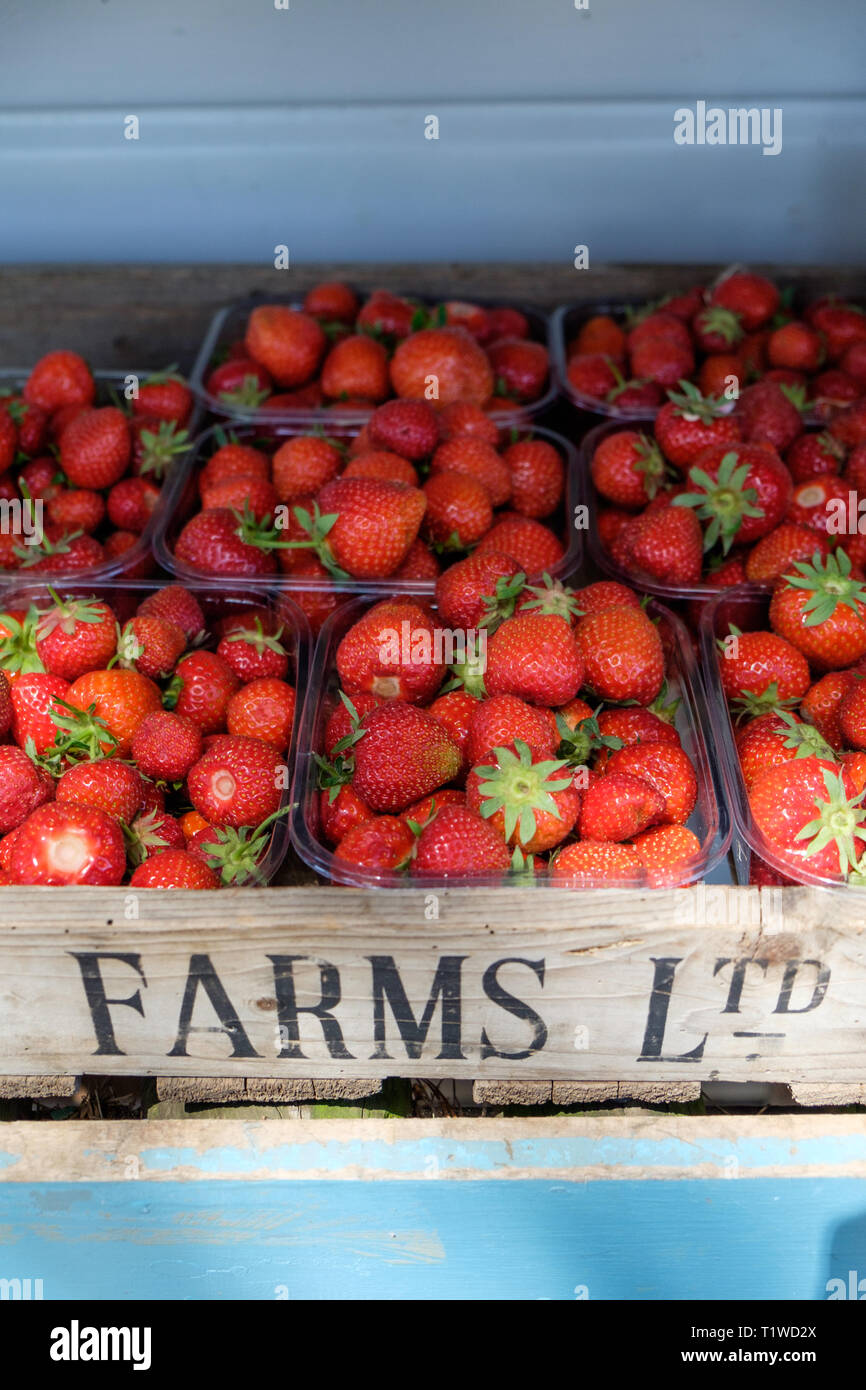 Pannets of English strawberries for sale at Wiveton Hall Fruit Farm in North Norfolk, England. Stock Photo