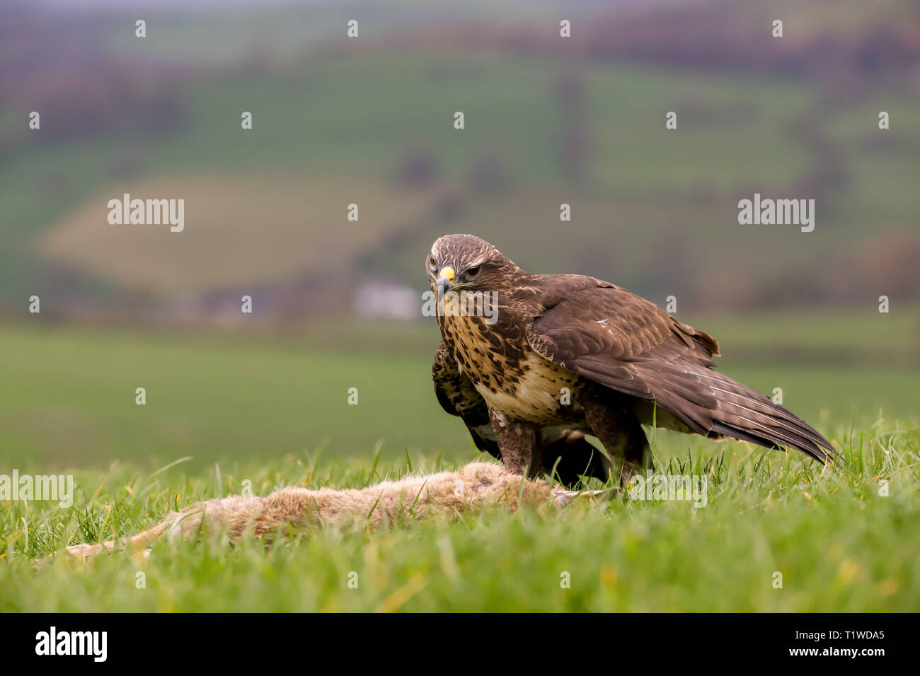 Common Buzzard Buteo Buteo Feeding On A Rabbit Taken In