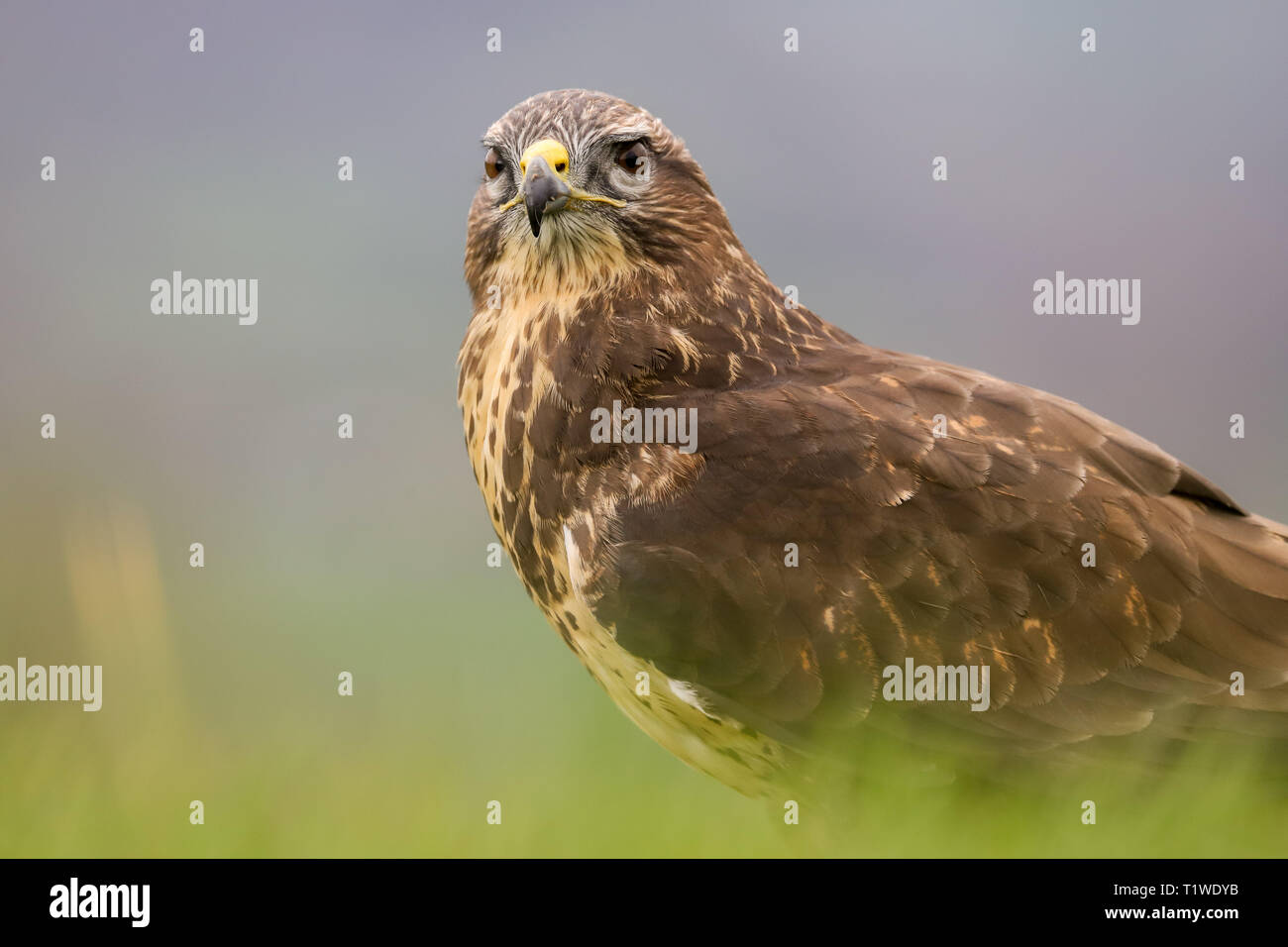 Common Buzzard Buteo Buteo Feeding On A Rabbit Taken In