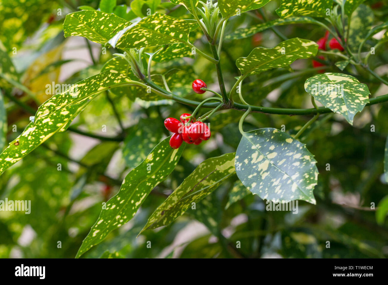 Red berries on aucuba japonica variegata japanese laurel female plant in early spring. Large long evergreen leathery glossy leaves spotted with cream. Stock Photo