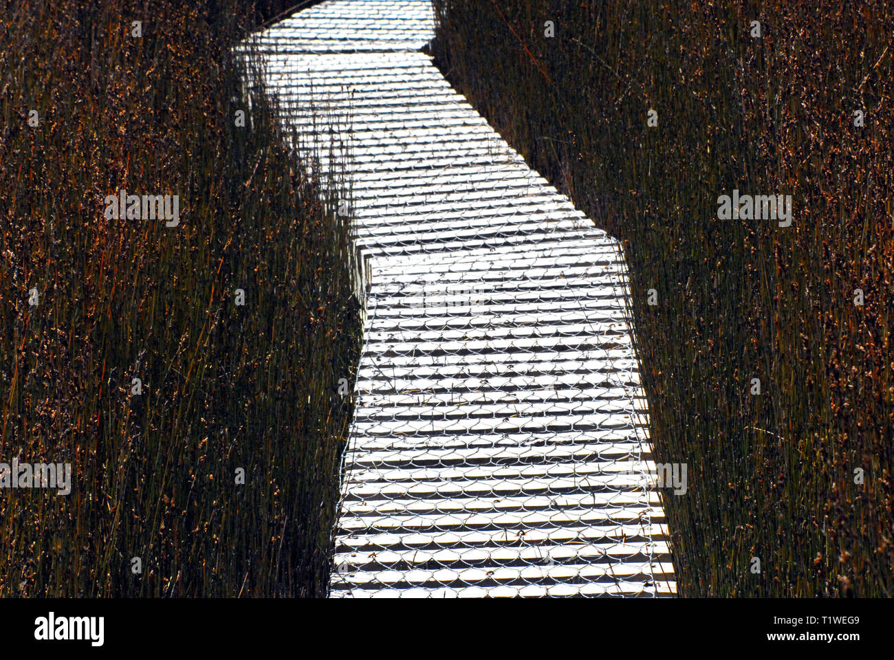A walkway through a marsh in New Zealand creates an amazing abstract textured  background with a contrasting shiny silver path through the middle. Stock Photo