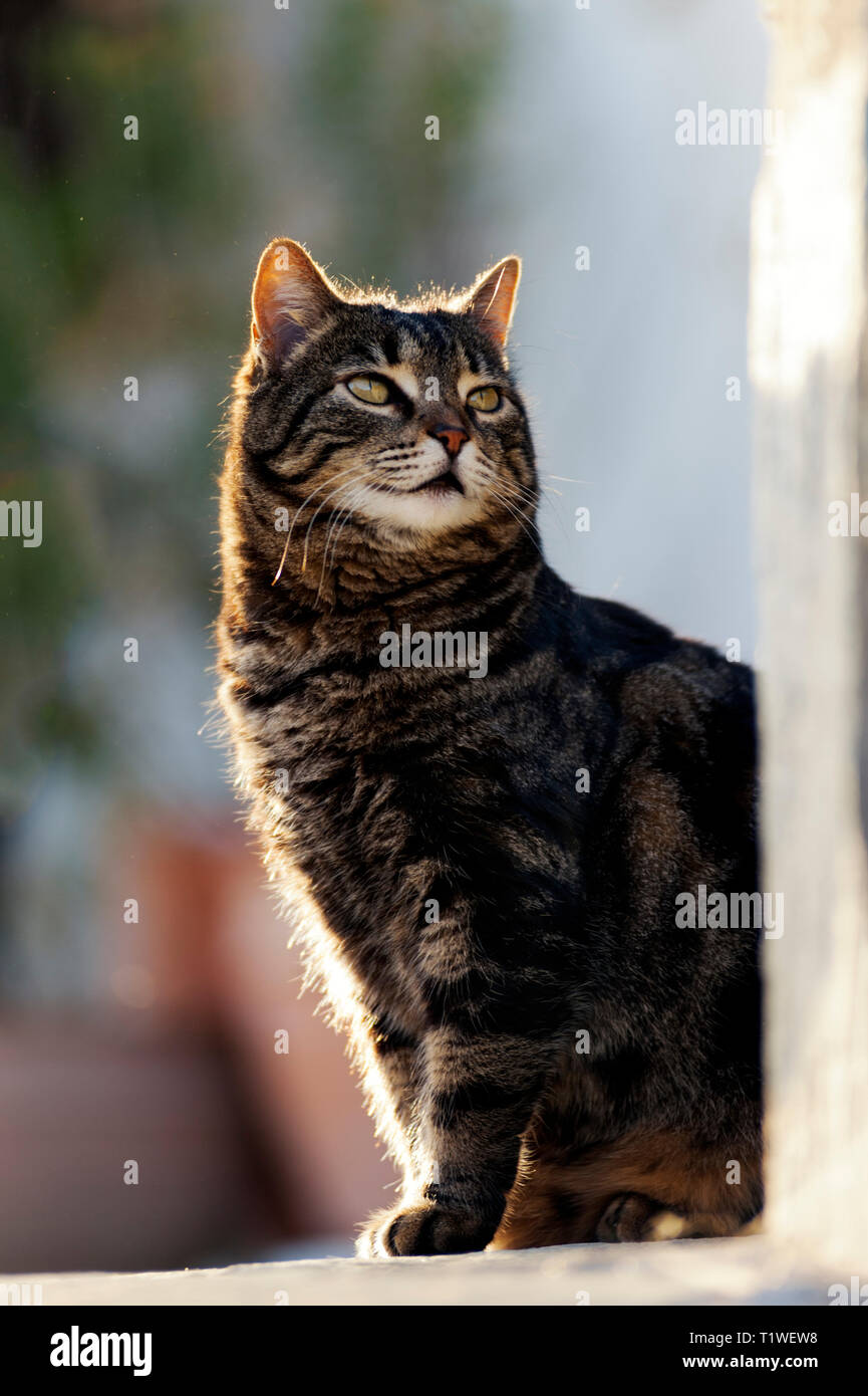 Portrait of a domestic cat sitting outdoors Stock Photo