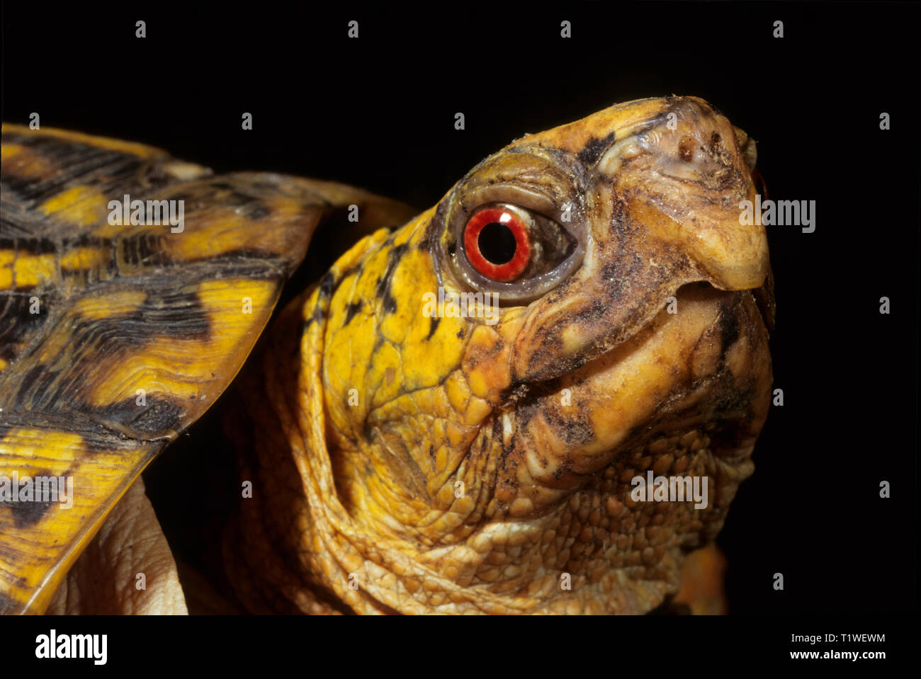 Male eastern box turtle (Terrapene carolina). Red iris is ...