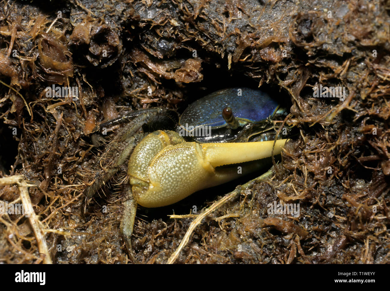 Large Claw High Resolution Stock Photography And Images Alamy