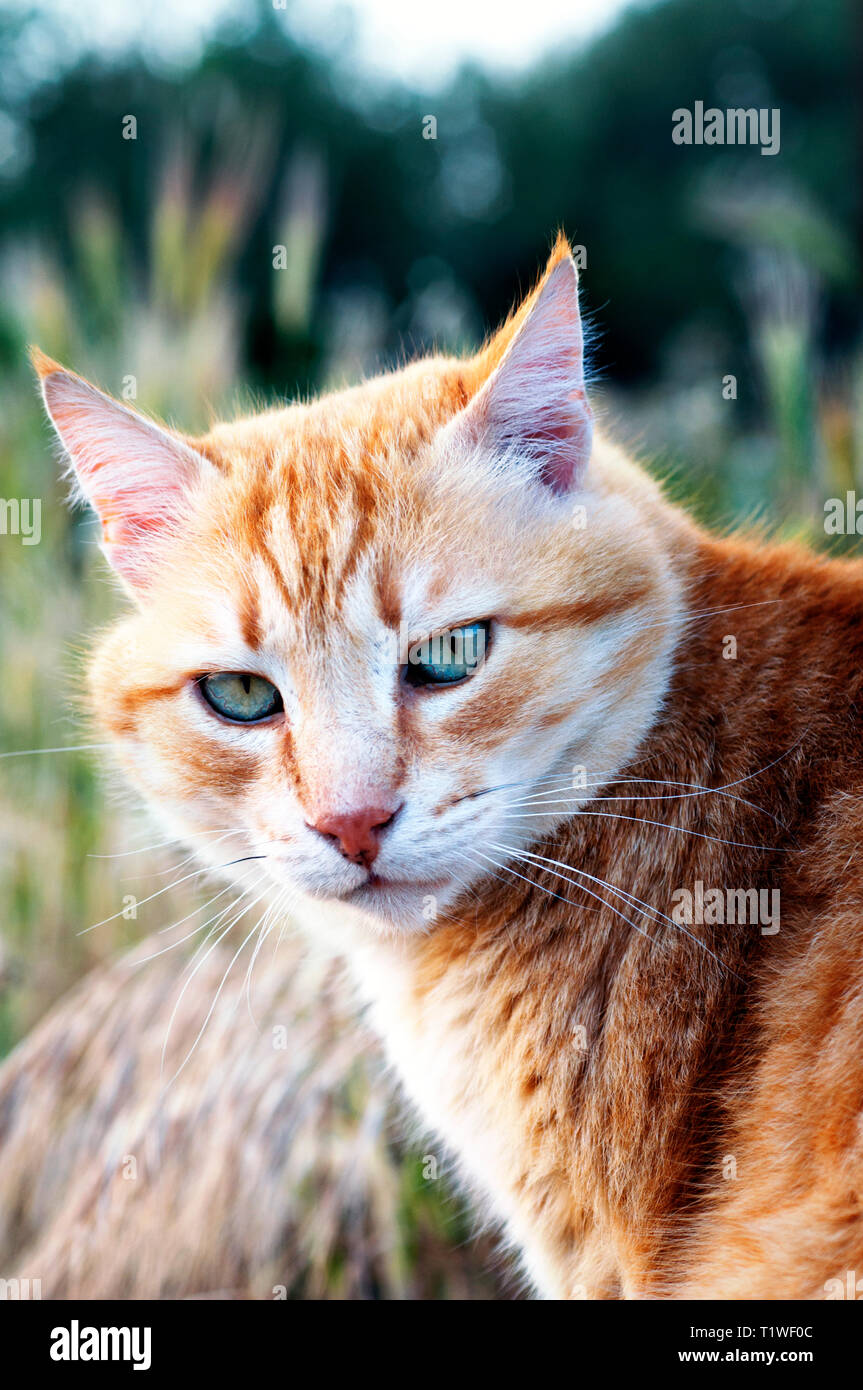 Portrait of a ginger cat turning its head towards the camera Stock Photo