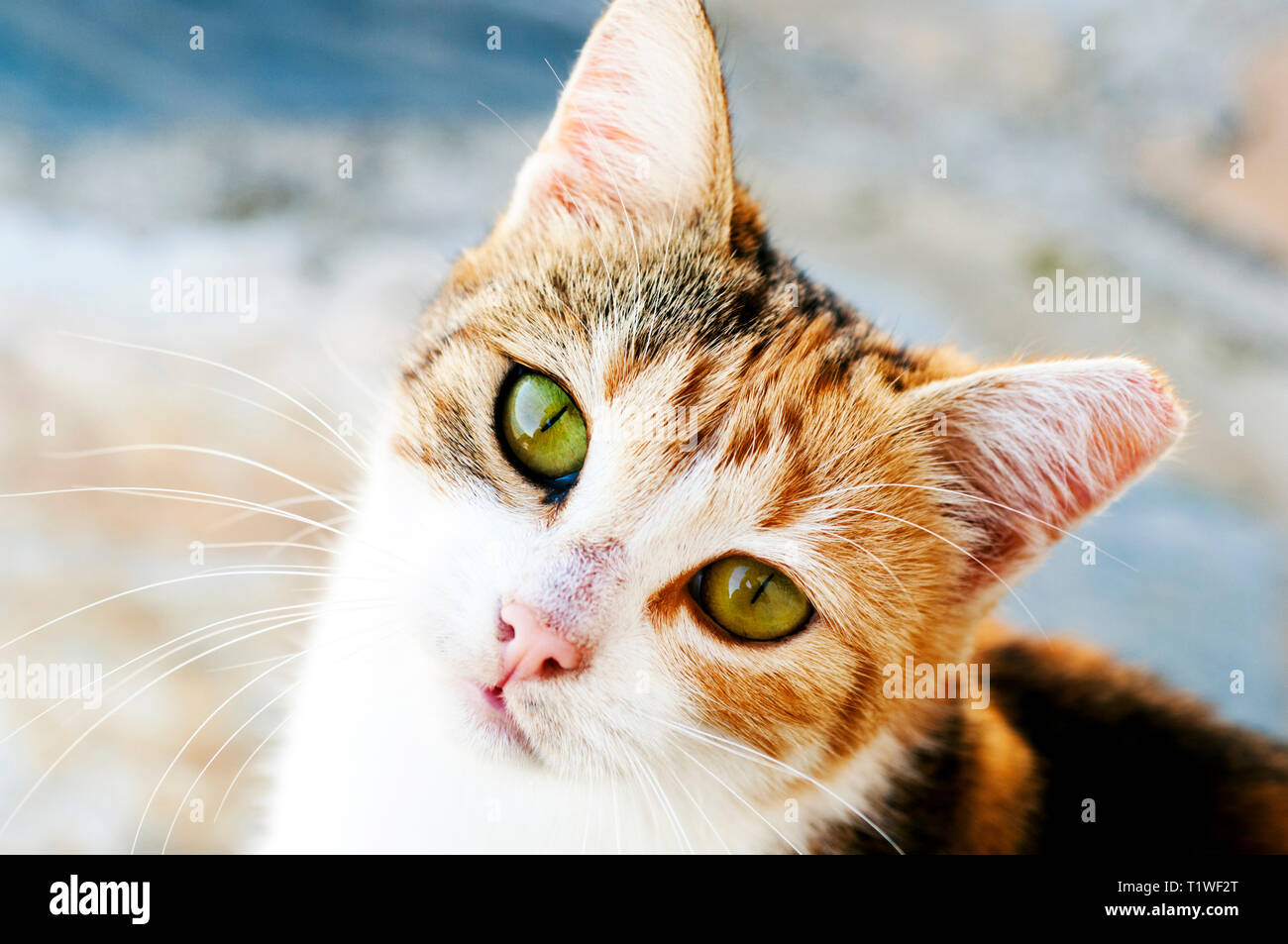 High angle view of a young calico cat looking up at camera Stock Photo