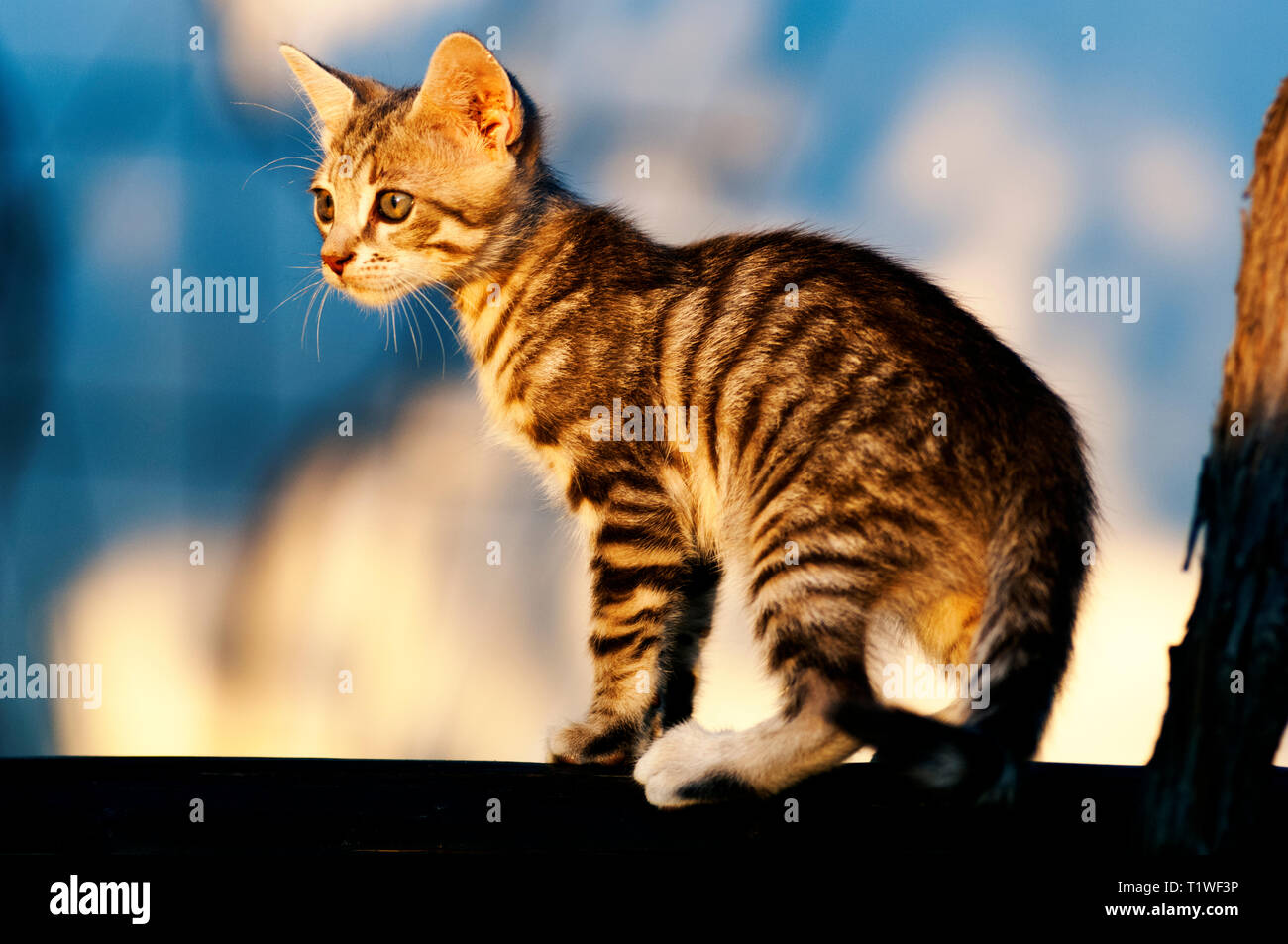 Portrait of a tabby kitten outdoors Stock Photo