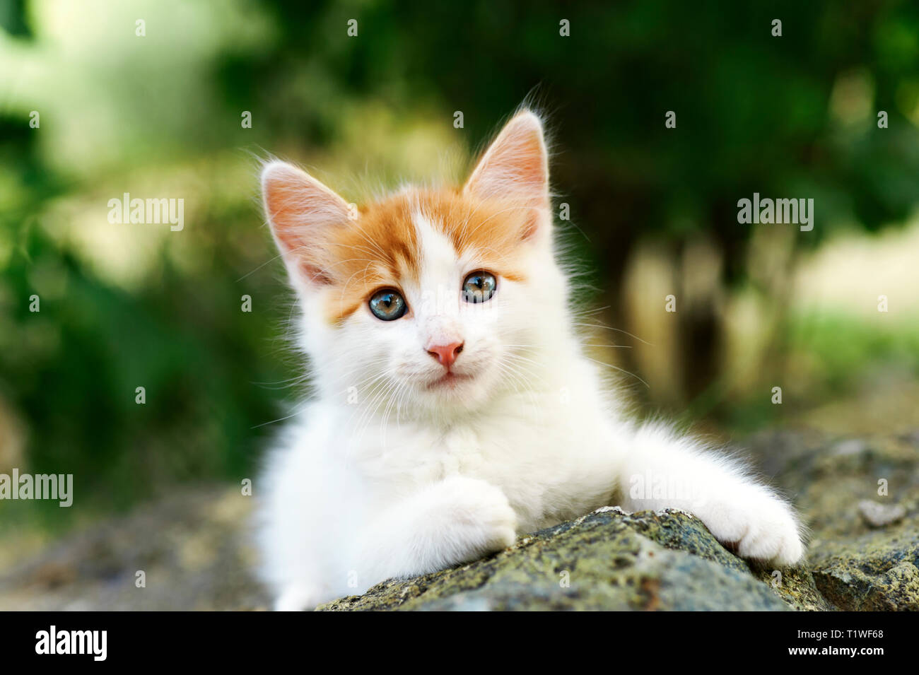 Front view of a beautiful white and red kitten lying on a stone outdoors Stock Photo