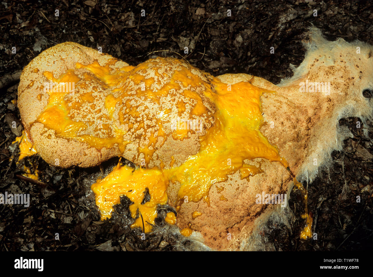 Scrambled-egg slime mold (Fuligo septica) growing on leaf mulch. Will become black with age and give off millions dark, purplish spores. (See accompan Stock Photo