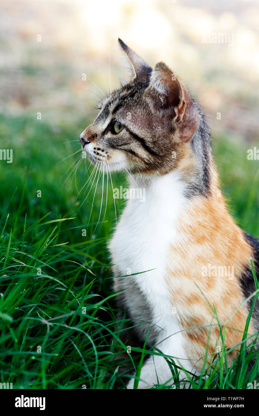 cat sitting side view