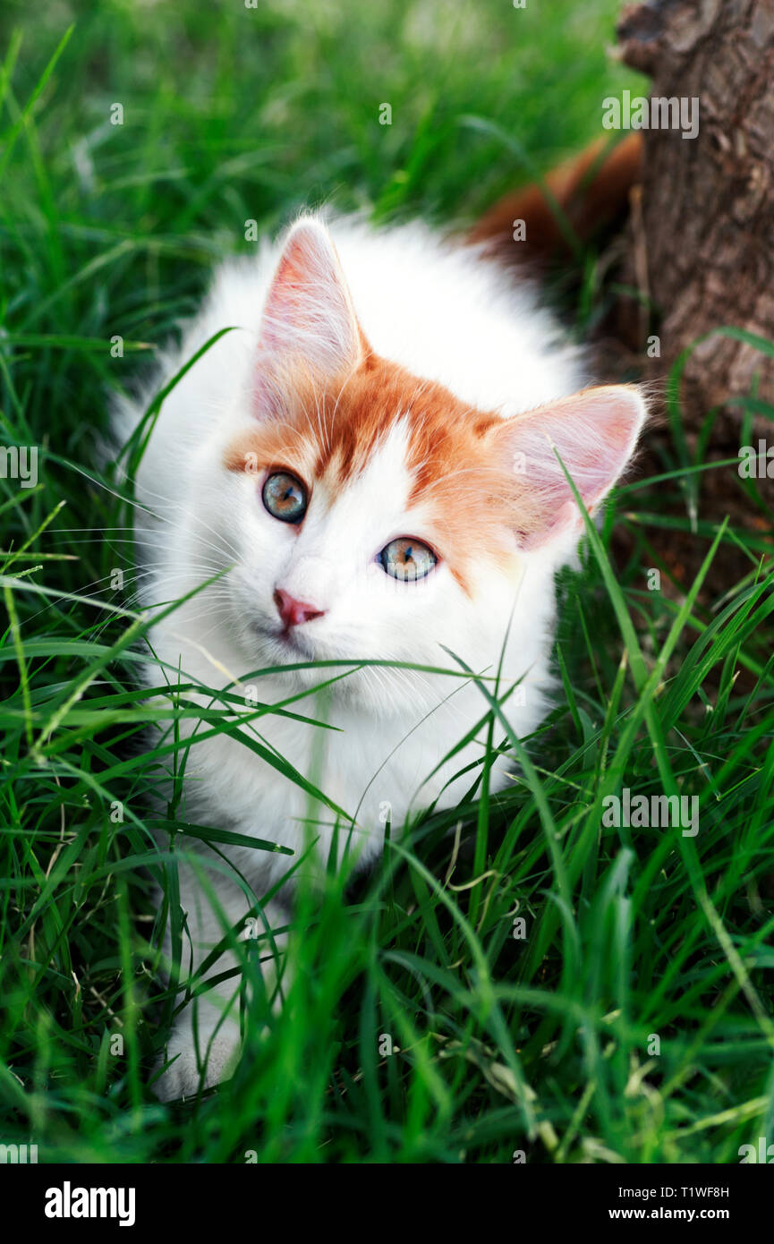 High angle view of a beautiful white and red kitten sitting in the grass and looking up Stock Photo