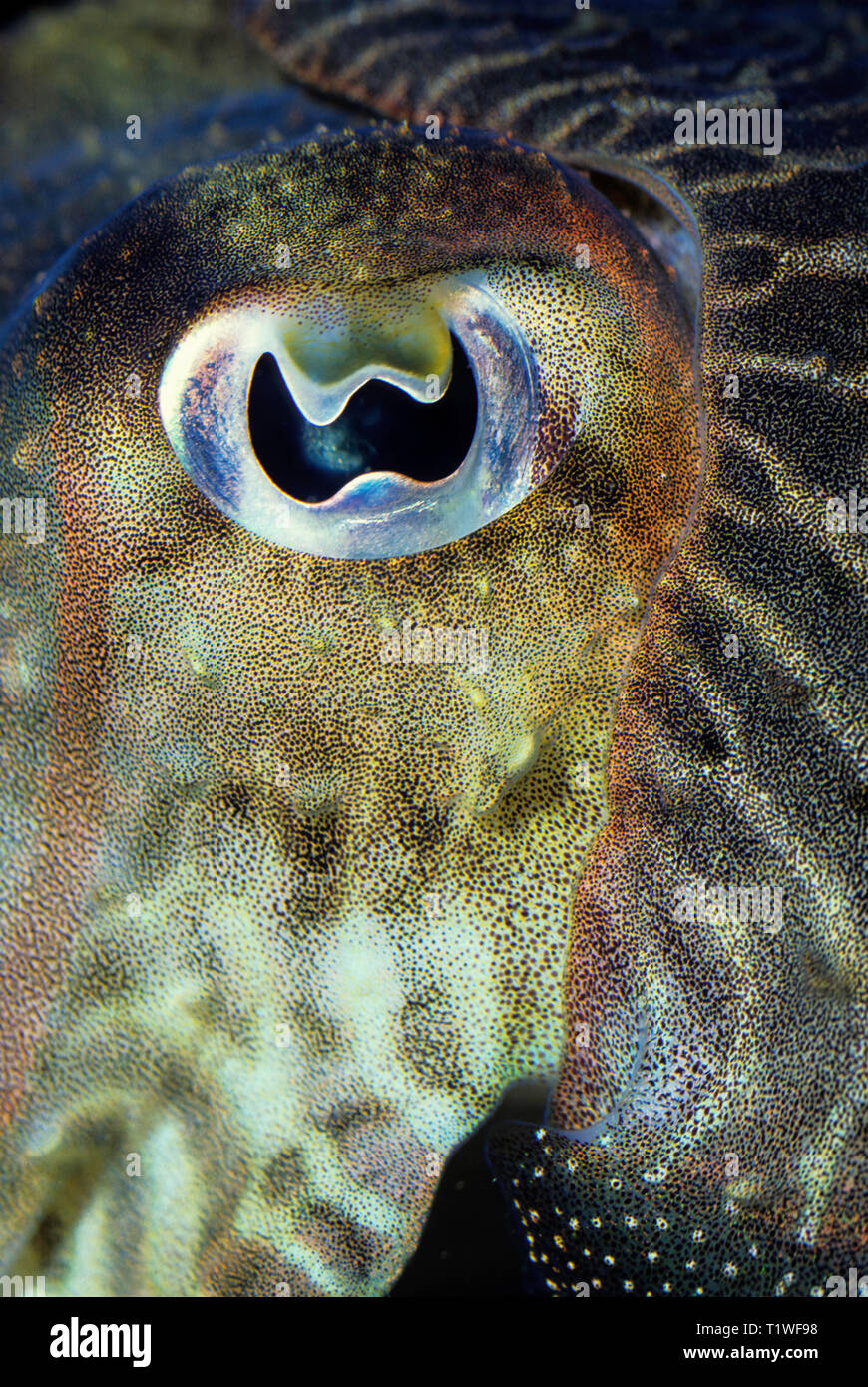 Closeup of eye of common cuttlefish (captive); Sepia officinalis
