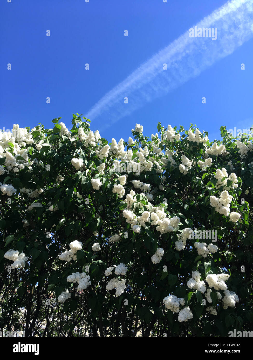 Flower garden and sky with clouds hi-res stock photography and images ...
